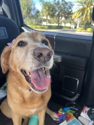 Pet Boarding in West Palm Beach, FL 